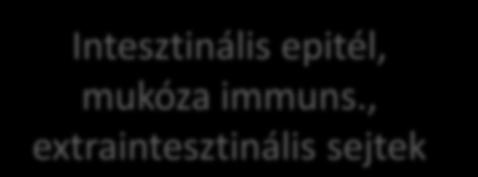 Immunrendszer Tolerancia Krónikus gyulladás Ventham NT,