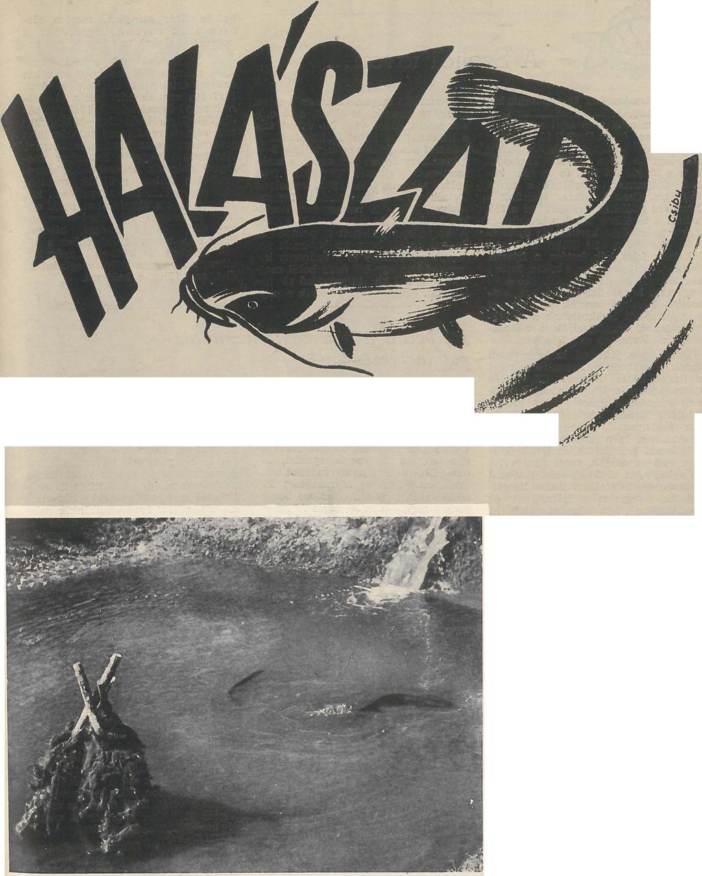lapszemle Akvarisztika A HARCSÁK HÁZI TŰZHELYEI Friss,