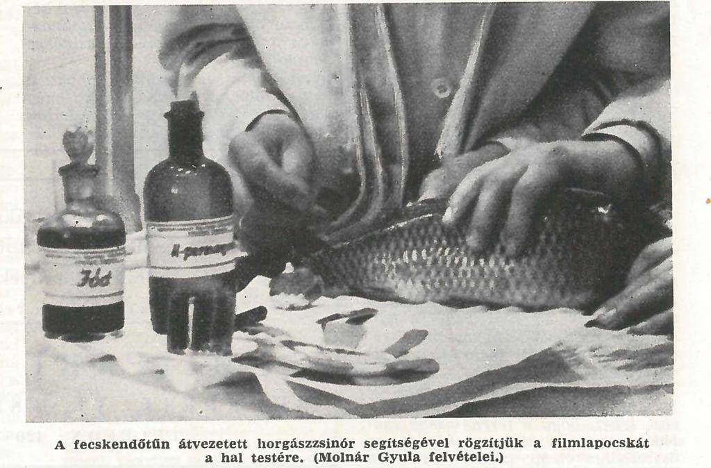 méretű); jódtinktúra és K-hipermangánoldat, fertőtlenítéshez; a haljelölés kérdéséhez vatta, olló, csipesz, ár, parafadugó, dermatográf ceruza azaz zsírkréta (szintén kapható áruházainkban kb.