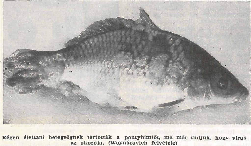 A tavasz elején kitett perion szerszámok a jég beálltáig folyamatosan használhatók.