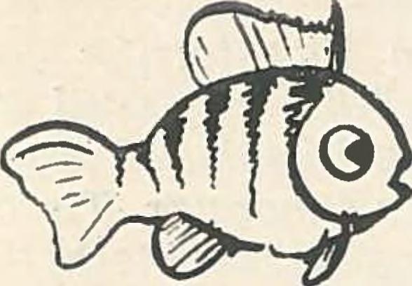 Tudományos nevének analízise mindezt elárulja, mert: mesos = közép; gonia = szögletes; histion = vitorla; chaite sörte, s ontus = fogazat.