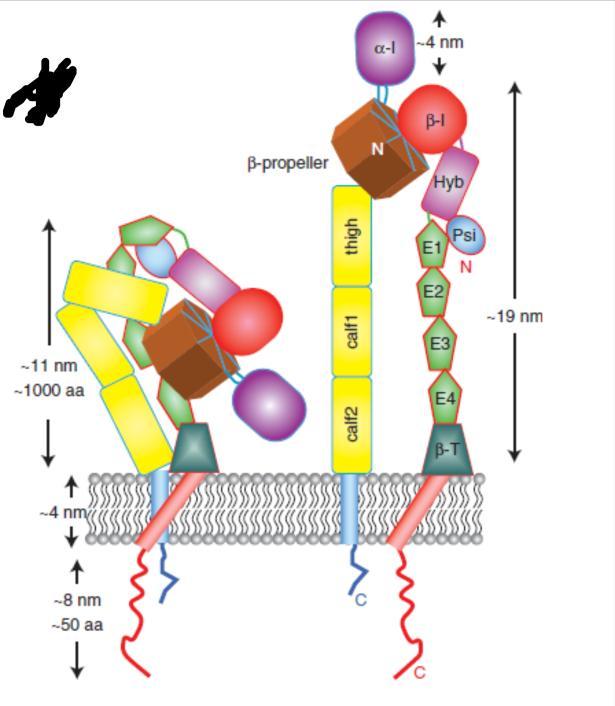 (laminin, illetve kollagén kötő tulajdonság) és αa-domént nem tartalmazó laminin kötő integrinek [24], [25], [26].