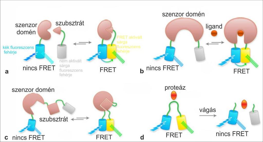 2.3. ábra FRET-alapú bioszenzorok működési elvei (a) intermolekuláris FRET két külön domén között, (b) szenzor domén és effektor ligand közötti kölcsönhatás vizsgálatára szolgáló szenzor, (c)