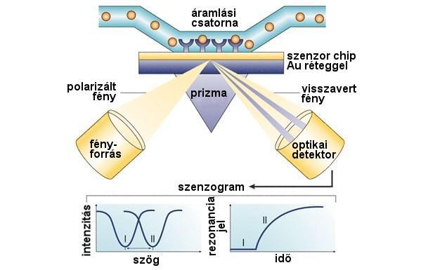 2.4.1. Felületi plazmon rezonancia Az egyik leggyakrabban alkalmazott jelölésmentes optikai bioszenzor az SPR (surface plasmon resonance, felületi plazmon rezonancia).