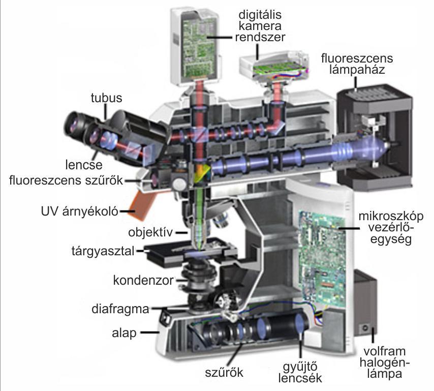 4.15. Fluoreszcens mikroszkópia A sejtekről a fluoreszcens mikroszkópos képeket Zeiss Axio Observer.Z1 mikroszkóppal készítettem. Fluoreszcens mikroszkóp működése (4.3.
