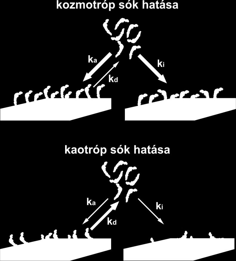 Az eredmények azt mutatják, hogy a Hofmeister sorba tartozó sók nagymértékben befolyásolják a vad típusú flagellin adszorpcióját hidrofób felületekre, így a feltételezés, hogy a kitapadást elsősorban