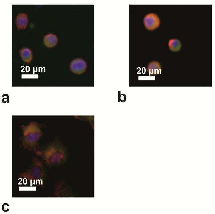 ábra Párhuzamos kísérletekben hidrofobizált üveglemezen készült fluoreszcens mikroszkópos képek (piros: F-aktin,