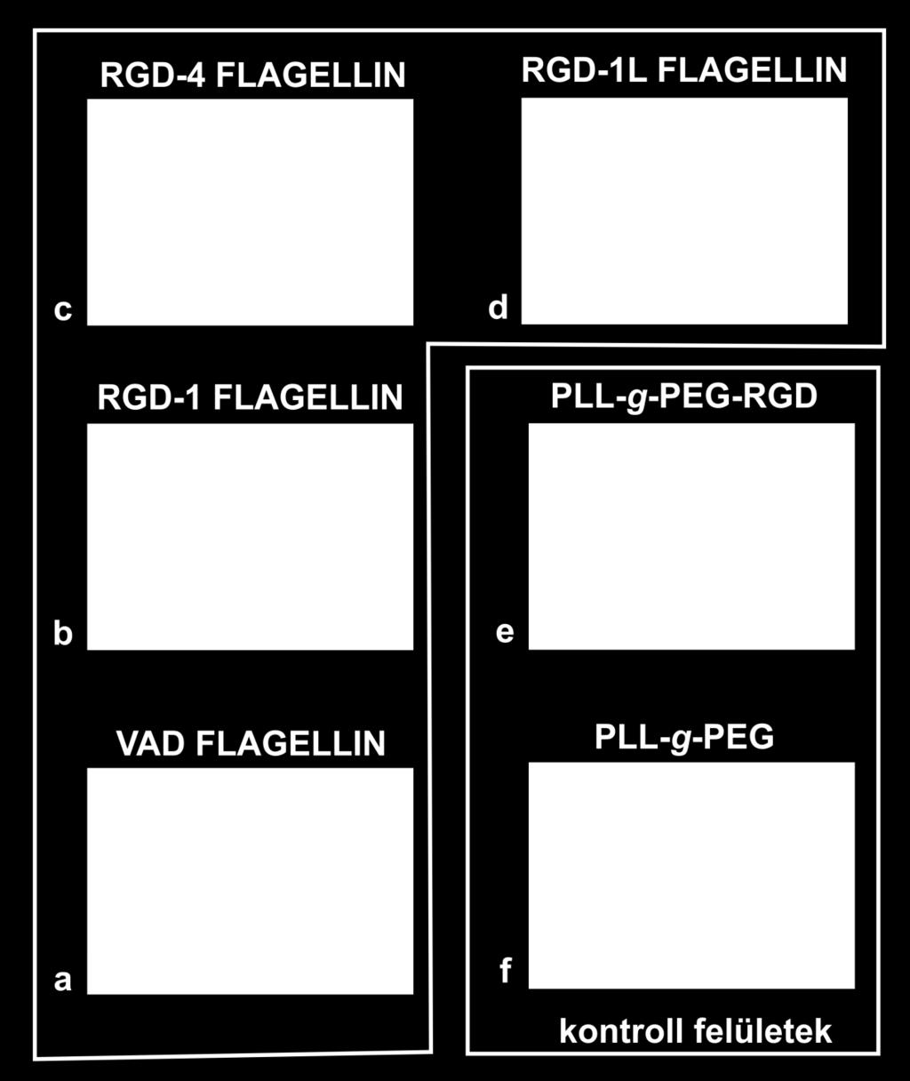 5.19. ábra Fáziskontraszt mikroszkópos képek az OWLS kísérleteket követően (a) vad típusú flagellinnel, (b) RGD-1 flagellinnel, (c) RGD-4