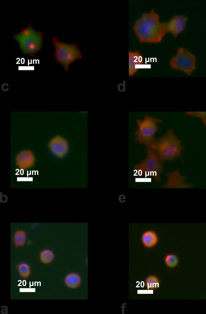 5.20. ábra Párhuzamos kísérletekben hidrofobizált üveglemezen készült fluoreszcens mikroszkópos képek (piros: F-aktin, kék: sejtmag, zöld: vinkulin) (a) vad típusú flagellinnel, (b) RGD-1