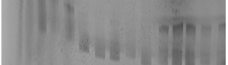 Figure 3: Polyacrylamide electrophoresis of MC1R homozygous individuals, PCR with GC-clamp and without GC-clamp Note: samples: 1. Without GC-clamp E1/E1, 2. Without GC-clamp E2/E2, 3.