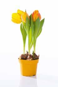 magassága cseréppel együtt: 25 cm Cserép átmérője: 12 cm Rózsaszín /