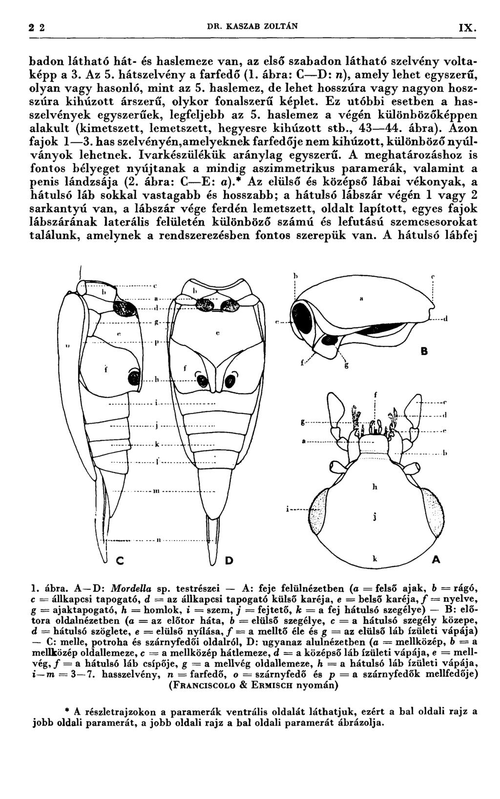 2 2 DR. KASZAB ZOLTÁN 1X badon látható hát- és haslemeze van, az első szabadon látható szelvény voltaképp a 3. Az 5. hátszelvény a farfedő (1.