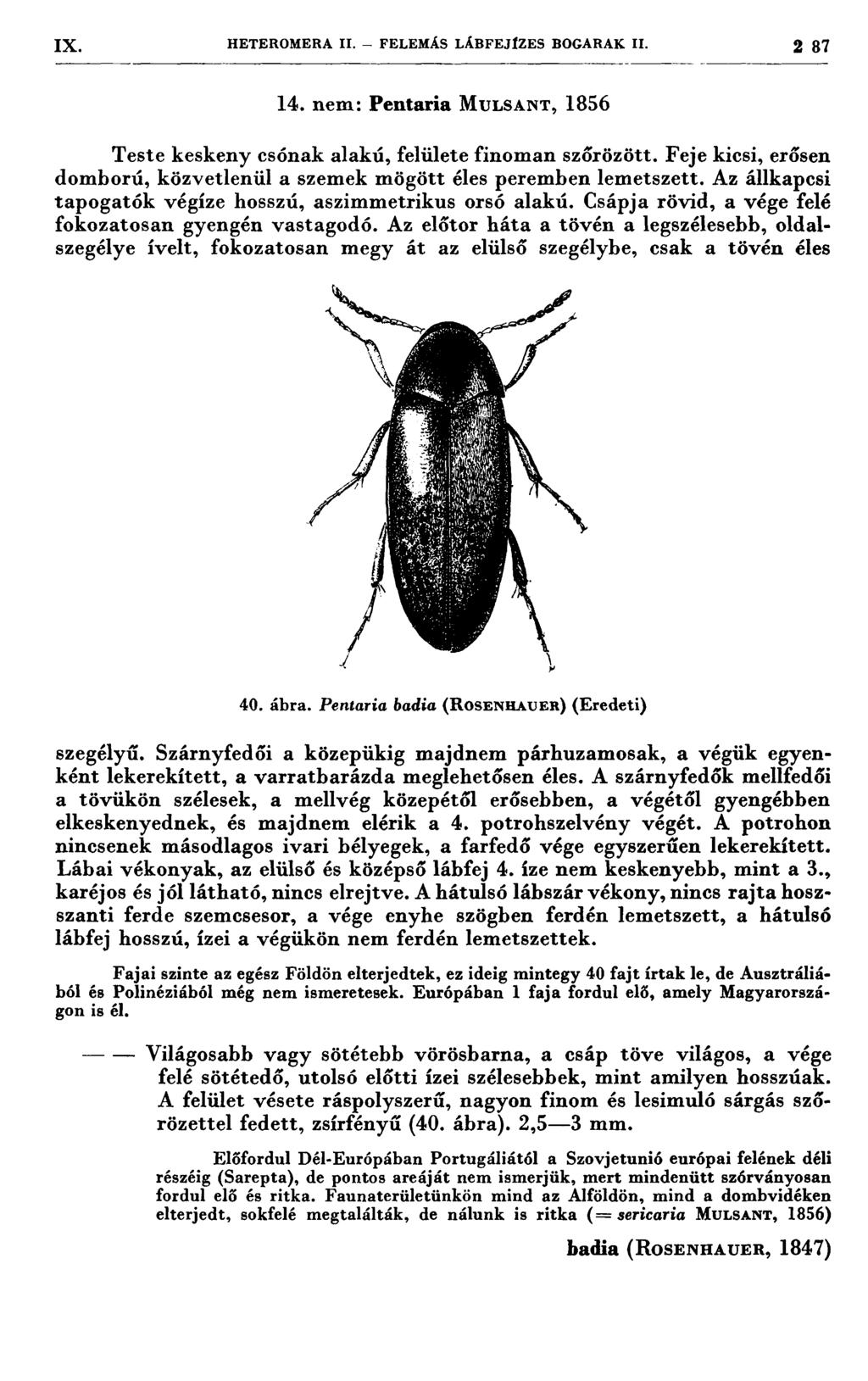 1X HETEROMERA 11. FELEMÁS LÁBFEJIZES BOGARAK 11. 2 37 14. nem: Pentaria MULSANT, 1856 Teste keskeny csónak alakú, felülete finoman szőrözött.