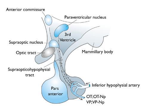 A hypothalamo-neurohipofizeális rendszer hormonjai A hypothalamus két magja, a n. supraopticus és paraventricularis sejtjei két hormont termelnek, oxytocint és vasopressint.