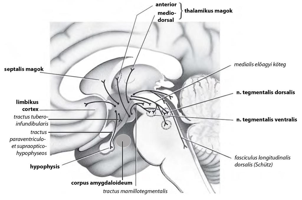 A hypothalamikus magok