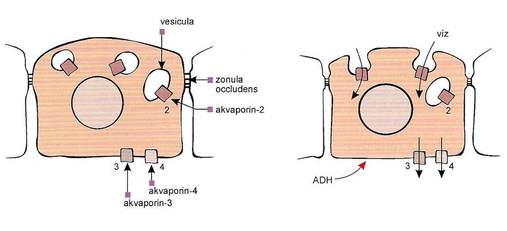 ADH hatása a gyűjtőcsatornák sejtjeire Az ADH gyűjtőcsatorna sejtekre kifejtett hatását V2 receptorai közvetítik, melyek aktivációjának hatására camp