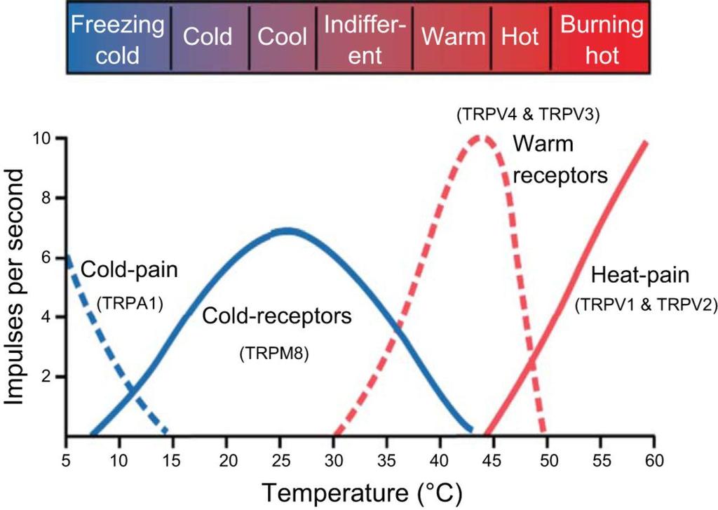 Hőérző receptorok: tranziens