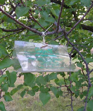Pheromone trap catch of the Plum Fruit Moth (Grapholita funebrana Tr.