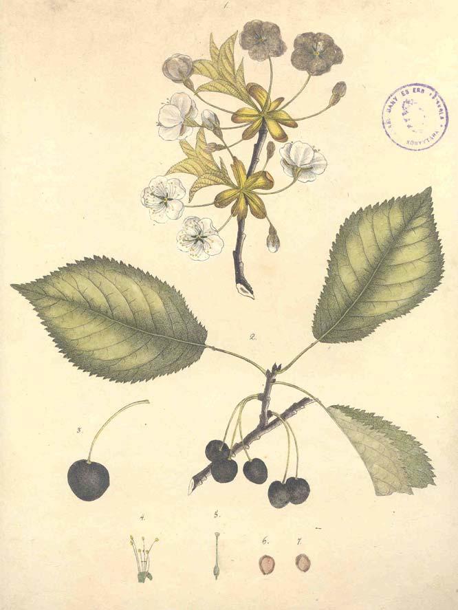 Nyári László: A madárcseresznye (Prunus avium L.