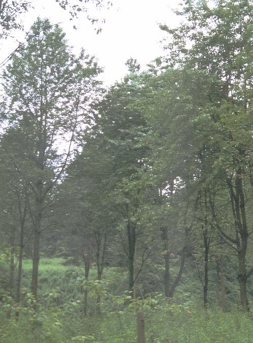 A kedvezőbb hidrológiájú részeken alanyként szintúgy a madárcseresznyét, míg a szárazabb területeken a sajmeggyet (Prunus mahaleb) használtak.