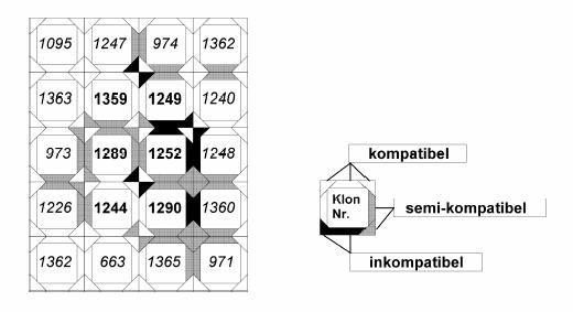Nyári László: A madárcseresznye (Prunus avium L.) nemesítése 17 kibocsátását tekintve, a többi plantázshoz képest túlreprezentált.