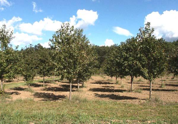 Nyári László: A madárcseresznye (Prunus avium L.
