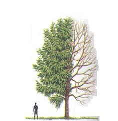 Nyári László: A madárcseresznye (Prunus avium L.) nemesítése 2 1.