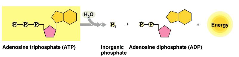 Fontosabb mono-, ill. dinukleotidok ATP (adenozin-trifoszfát) Az ATP a sejtek legfontosabb energiaraktározó vegyülete. Harmadik foszfátjának hidrolízisekor 30 KJ energia szabadul fel mólonként.