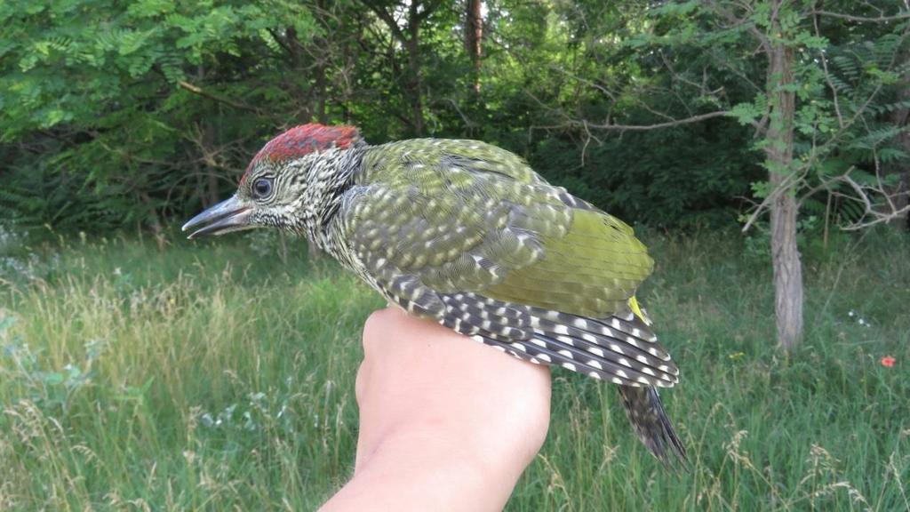 Az odúkészítő fajok bemutatása Zöld küllő (Picus viridis) Classis: Aves Ordo: Piciformes Familia: Picidae English name: Eurasian Green Woodpecker A zöld küllő kb. 31-33 cm nagyságú harkályfajunk.