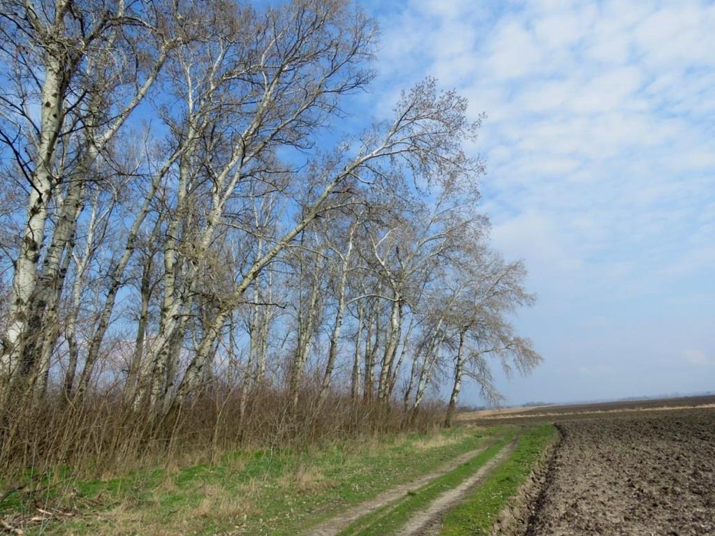 mind a két nem részt vesz benne, kialakítás kb. két hétig tart. Monogám faj, költési időszaka április közepén kezdődik, a kotlási időszak 15-16 nap, a fiókák 20-22 napig maradnak az odúban.