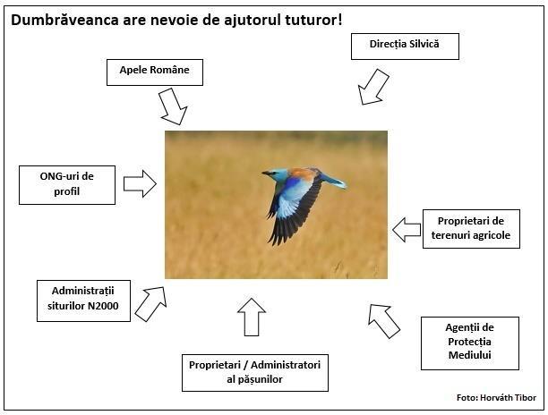 1. INTRODUCERE Dumbrăveanca (Coracias garrulus) este o specie tipică habitatelor de silvostepă din zonele temperate ale Europei și Asiei.