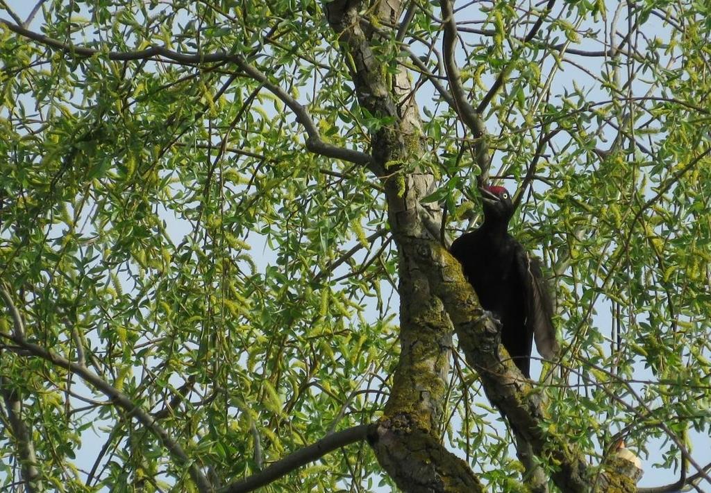 Vörös lista (IUCN Red List): Nem fenyegetett (Least Concern) Berni egyezmény: II.