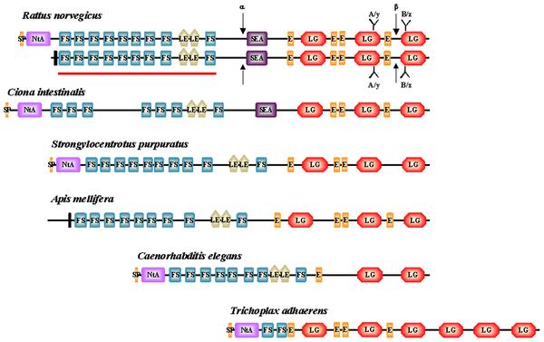 régió 10/µ 2 10 4 /µ 2 ACh receptorok α 2 βγδ α 2 βεδ agrin laminin Lamina