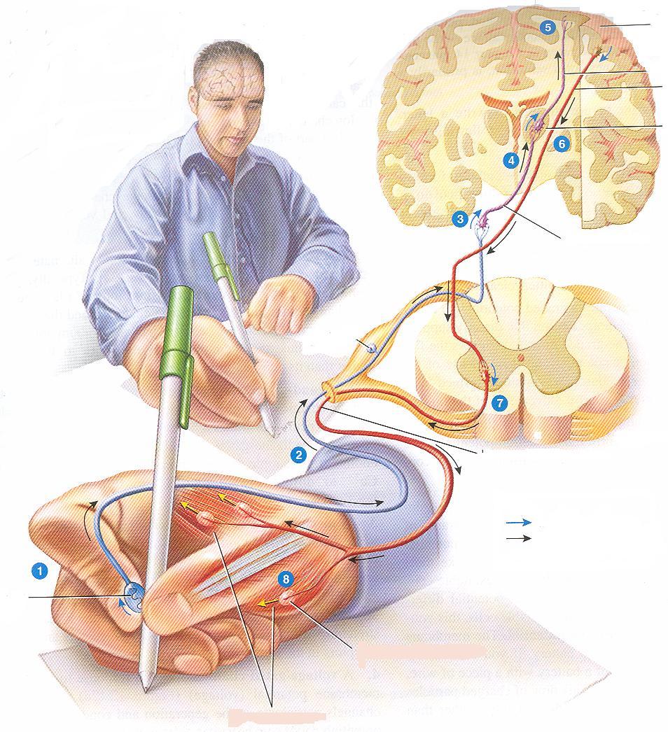 A mozgás kivitelezése felsőbb agyi központok érző idegsejt átkapcsoló