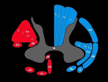 Gerincvelői pályák Leszálló mozgatópályák Felszálló érzőpályák 1. piramidális pályák 3. hátsó oszlopi középső lemniscális rendszer a - oldalsó a fasciculus gracilis b elülső b fasciculus cuneatus 2.