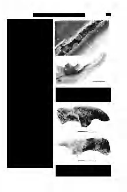 MÉSZÁROS L.: Magyarországi Soricidae maradványok 169 Országos Földtani Múzeum gyűjteményébe tartozik és KORDOS László jóvoltából dolgozhattam fel őket.