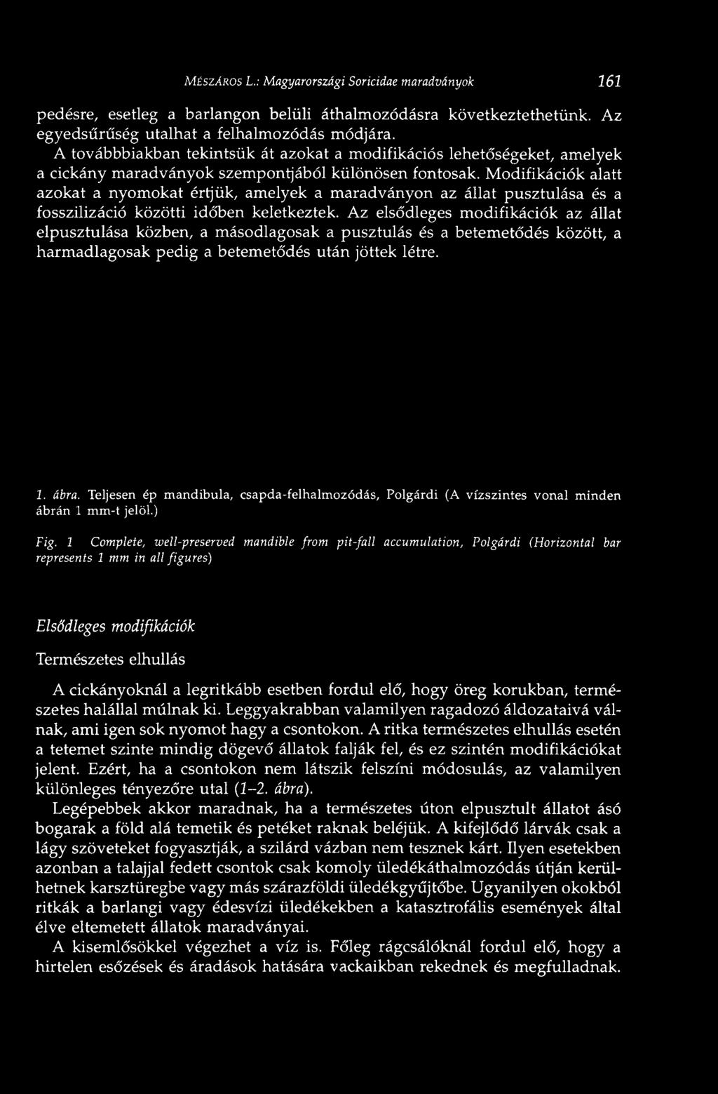 Modifikációk alatt azokat a nyomokat értjük, amelyek a maradványon az állat pusztulása és a fosszilizáció közötti időben keletkeztek.
