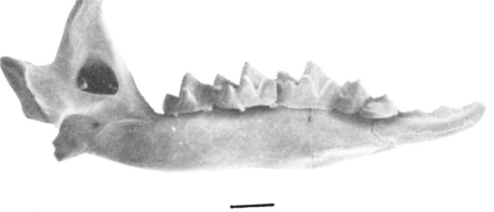 Teljesen ép mandibula, csapda-felhalmozódás, Polgárdi (A vízszintes vonal minden ábrán 1 mm-t jelöl.) Fig.