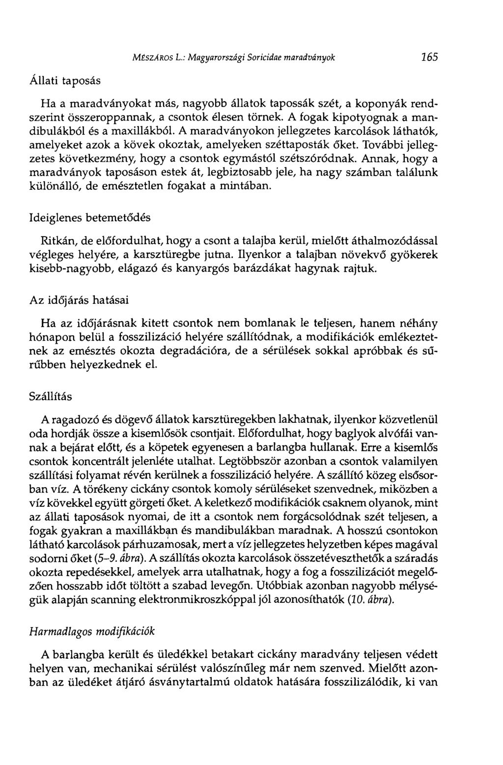 MÉSZÁROS L.: Magyarországi Sorícidae maradványok 165 Állati taposás Ha a maradványokat más, nagyobb állatok tapossák szét, a koponyák rendszerint összeroppannak, a csontok élesen törnek.