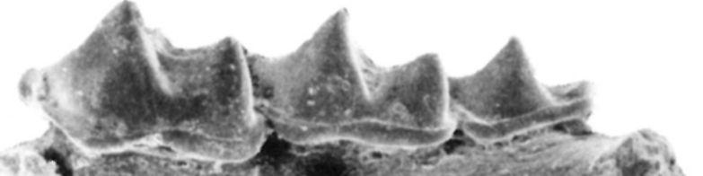 Tardosbányáról Fig.