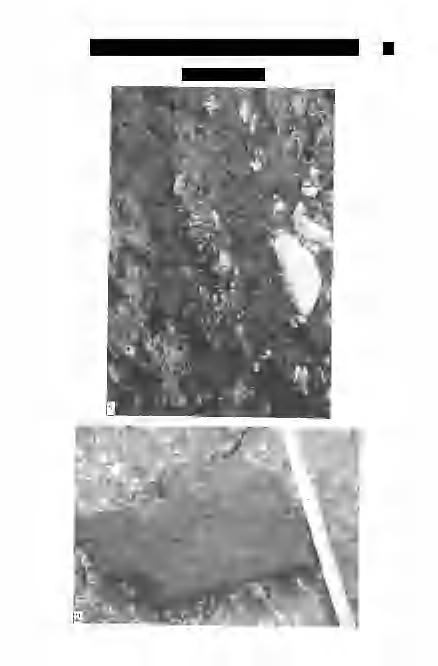 MARSI I. & KOLOSZÁR L.