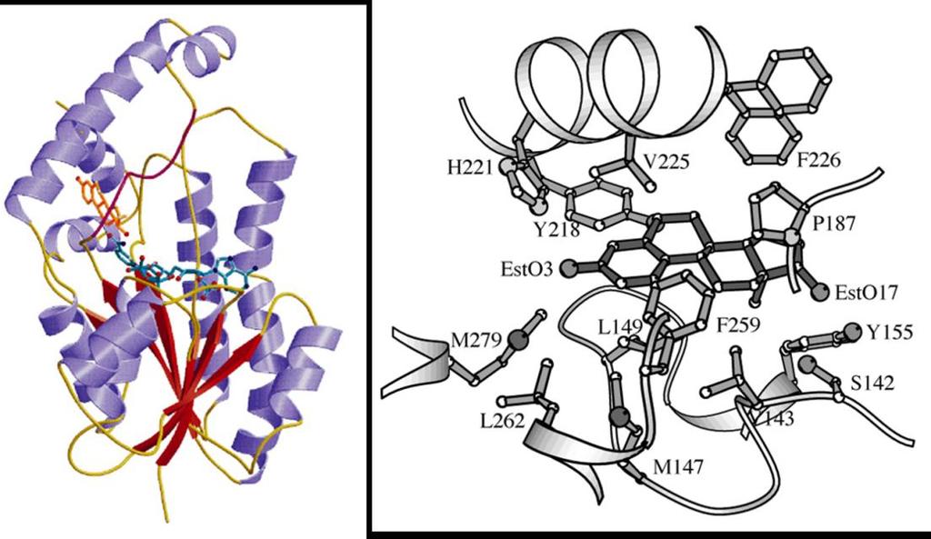 23. ábra A 17β-HSD1 izozim másodlagos szerkezete (bal) és a szubsztrátkötő domént alkotó aminosavak az ösztronnal (jobb) 134 A szteroid-alapú inhibitorok között számos szubsztituált és heterociklusos