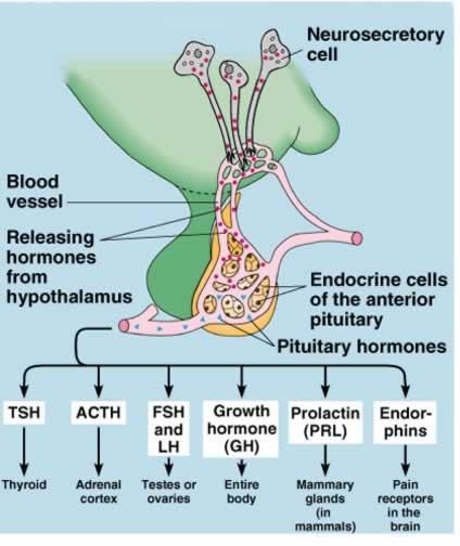 A hipofízis elülső lebenye és az onnan felszabaduló hormonok Az immunrendszerrel kapcsolatban álló további