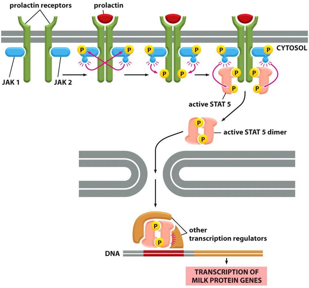 A prolaktin receptor szignáltranszdukciós útvonala JAK: Janus kinase STAT: Signal Transducer and Activator of Transcription Prolaktin