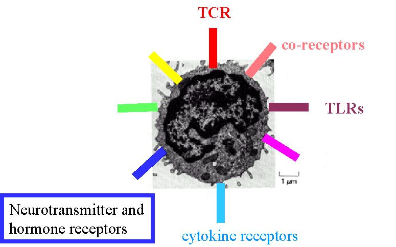 Limfocita receptorok kostimulációs molekulák Co-stimulatory molecules ko-receptorok adhesion adhéziós molecules molekulák TLR chemokine kemokin