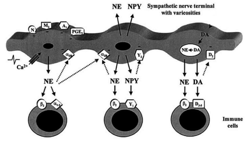 A szimpatikus idegrendszer egyéb hatásai az immunrendszerre - Az idegvégződésekből noradrenalin mellett dopamin és neuropeptid Y szabadul fel - Az immunsejtek mindhárom anyagra rendelkeznek