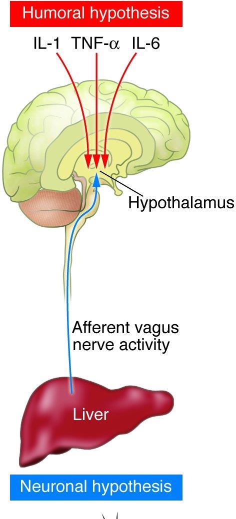 pirogén citokinek A láz humorális és neuronális hipotézise IL-1 TNF- IL-6 Endothel / mikroglia PGE2 C5a Thermogenesis Hőledás