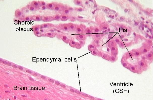 képezik Ependima sejtek