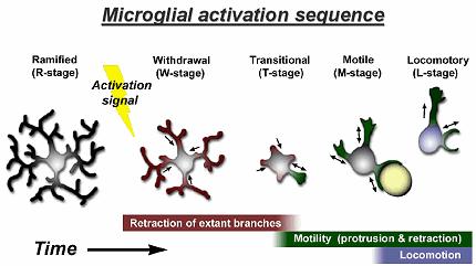 A mikroglia aktiváció stádiumai Az aktiválódott mikroglia