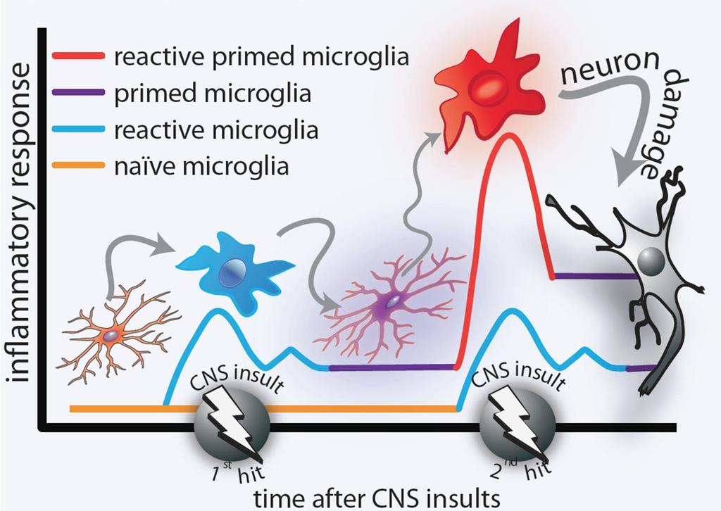 A káros mikroglia aktiváció egy lehetséges oka a mikroglia priming : egy